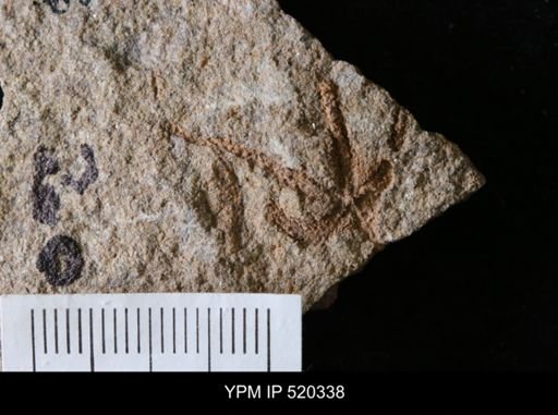 undet. Asterozoa