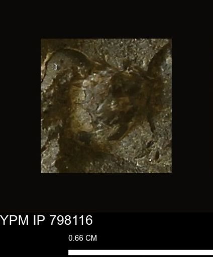 Mollusca