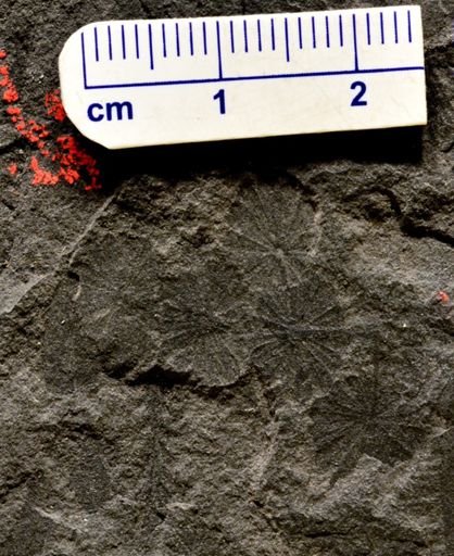 Annularia sp.
