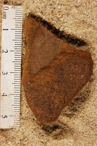 Angiospermopsida