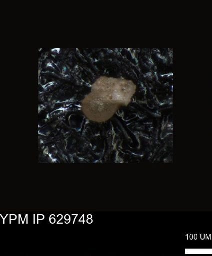 undet. Foraminiferida