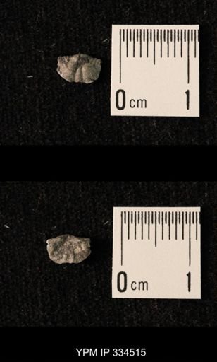 Mesolobus striatus