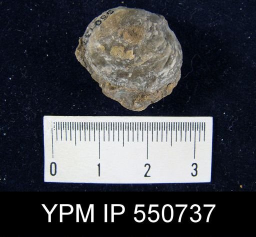 Streptorhynchus sp.