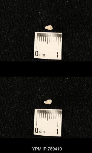 undet. Bryozoa