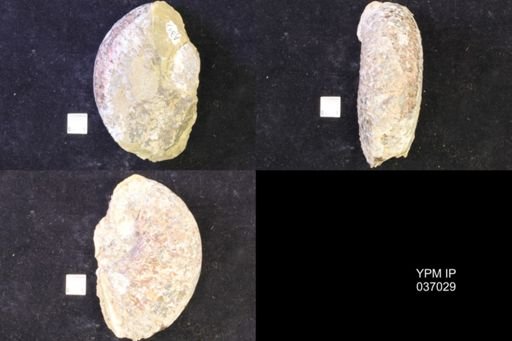 Jeletzkytes nebrascensis