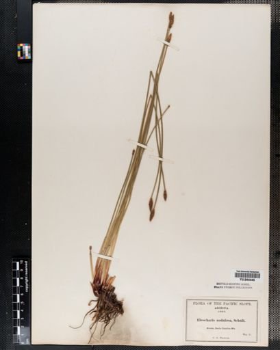 Eleocharis