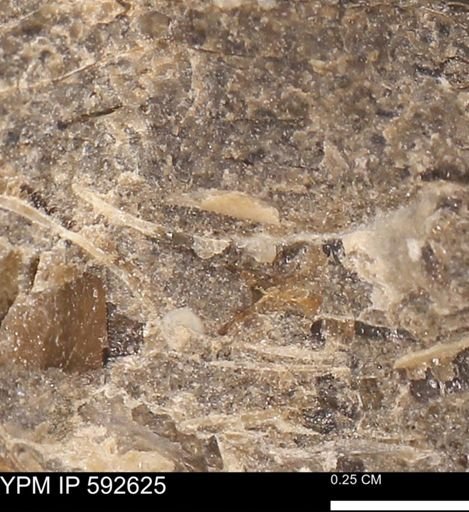undet. Mollusca