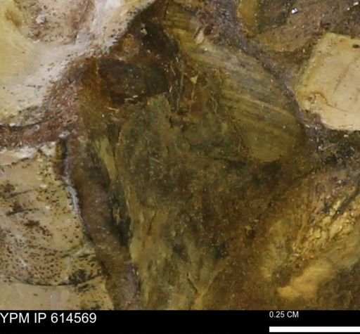 undet. Mollusca