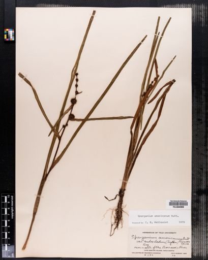 Sparganium androcladum