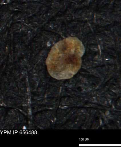 Miliammina manitobensis