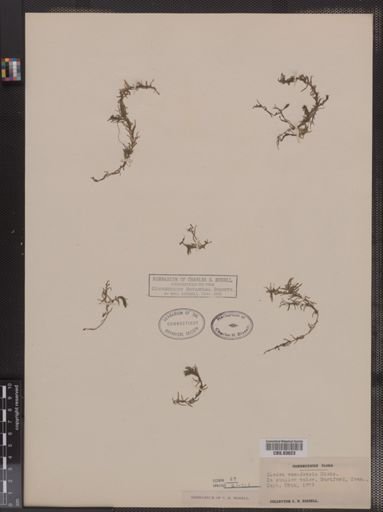 Elodea canadensis