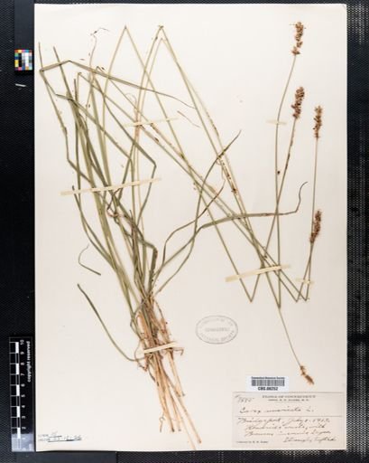 Carex muricata