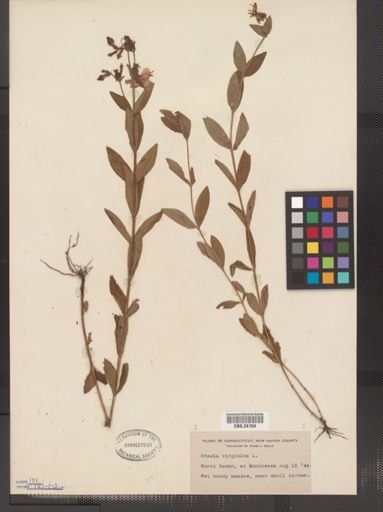 Rhexia virginica