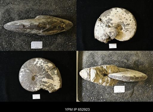 Placenticeras sp.