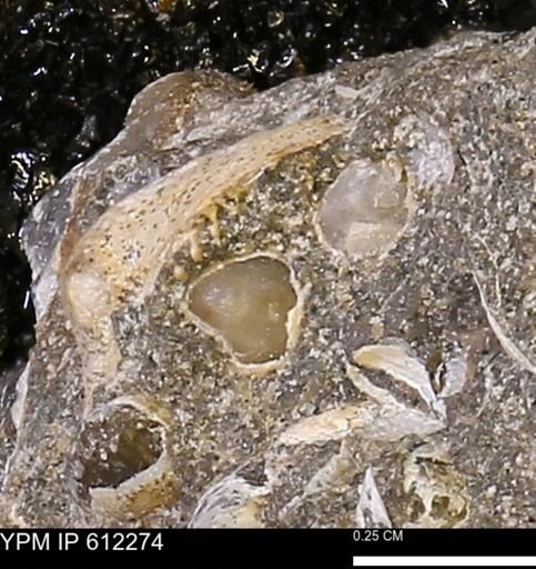 undet. Bivalvia