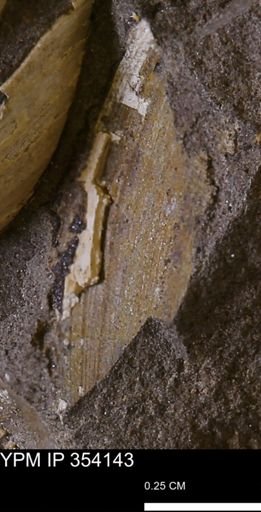 undet. Bivalvia