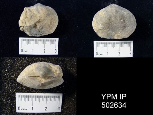Schizophoria sp.