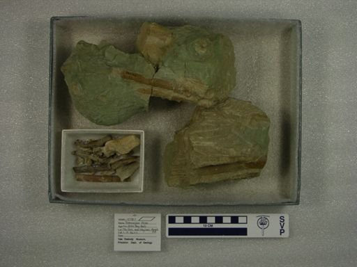 Temnocyon ferox