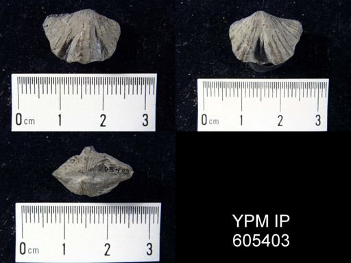 Platystrophia dentata