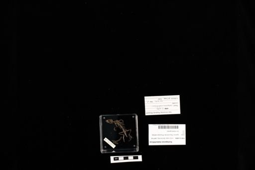 Sceloporus malachiticus