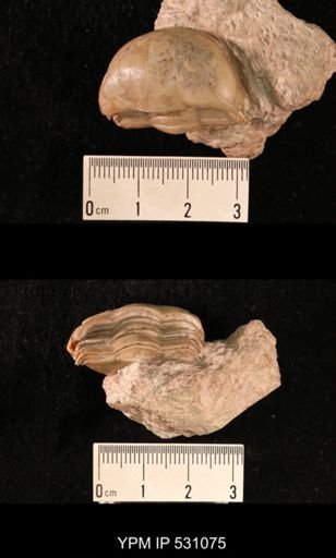Illaenus schmidti