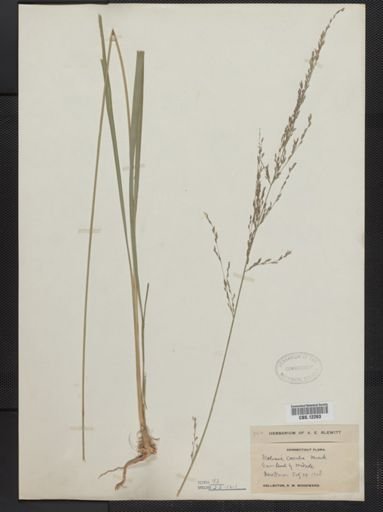 Molinia caerulea