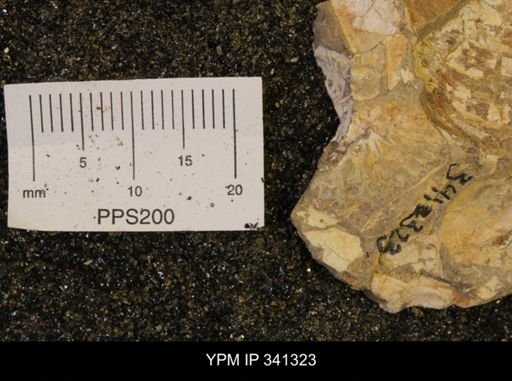 Scaphites sp.