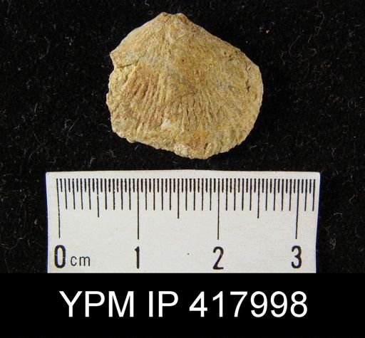 Orthostrophia?