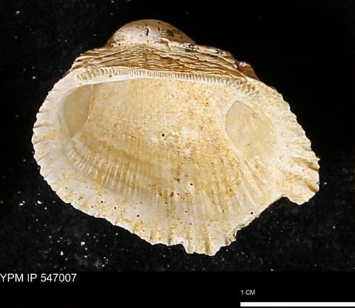 Scapharca transversa