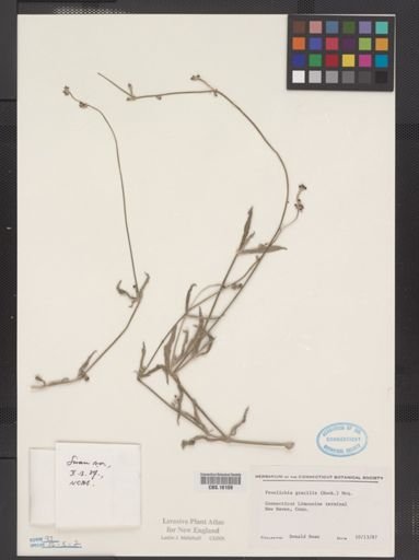 Froelichia gracilis