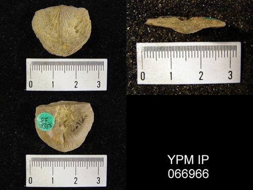 Strophonella reversa