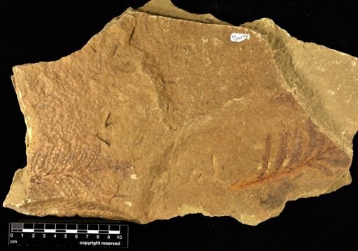 Archaeopteris sp.
