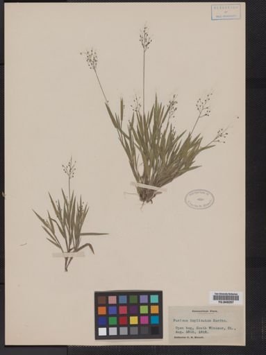 Panicum implicatum