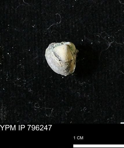 Protocardia subquadrata