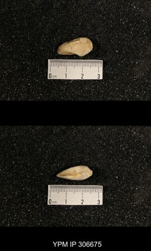 Phestia bellistriata