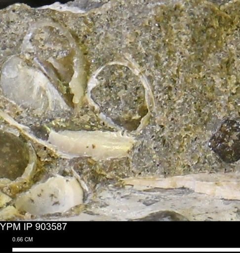 Corbulamella?