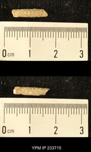 Archaeocidaris sp.