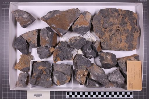 mixed taxa, stratigraphic collection