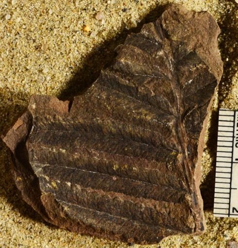 Pecopteris sp.