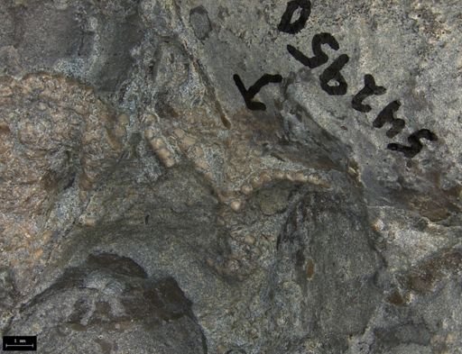 Aplocoma damesii