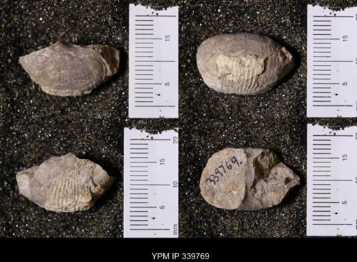 Scaphites whitfieldi