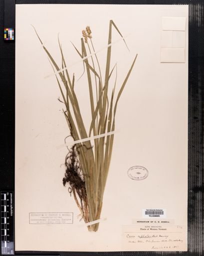 Carex cephaloidea