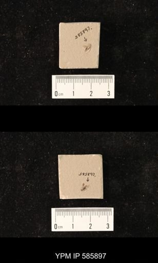 undet. Coleoptera