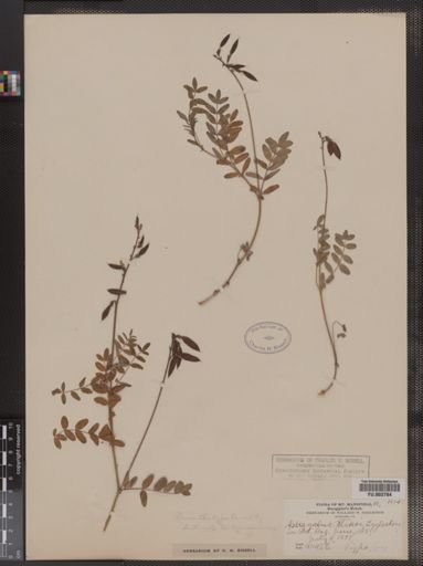 Astragalus blakei