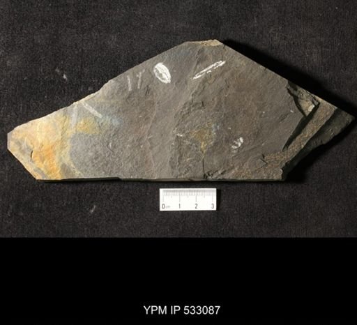 Graptolithina; Assemblage includes Phyllograptus, Isograptus, Tetragraptus and others.