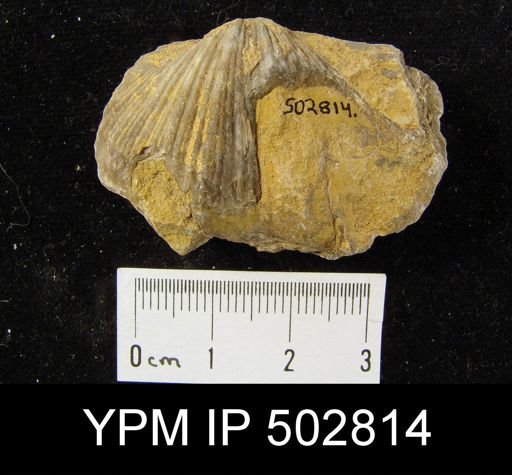 Neospirifer sp.