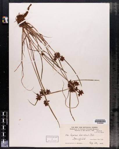 Cyperus diandrus