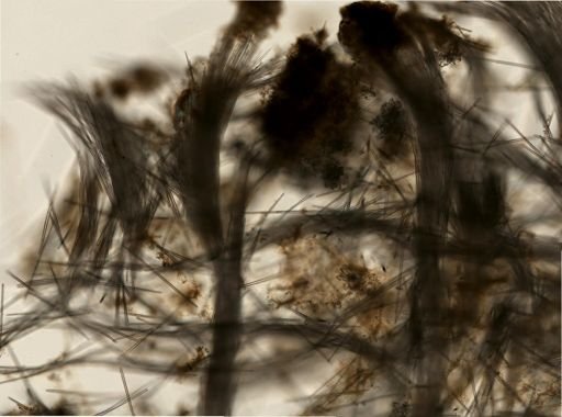 Demospongiae
