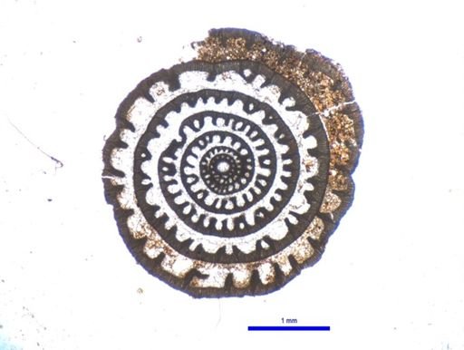 Schwagerina crebrisepta
