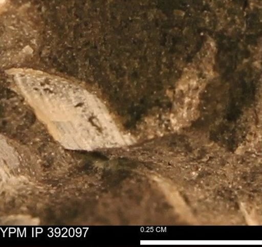 undet. Bivalvia